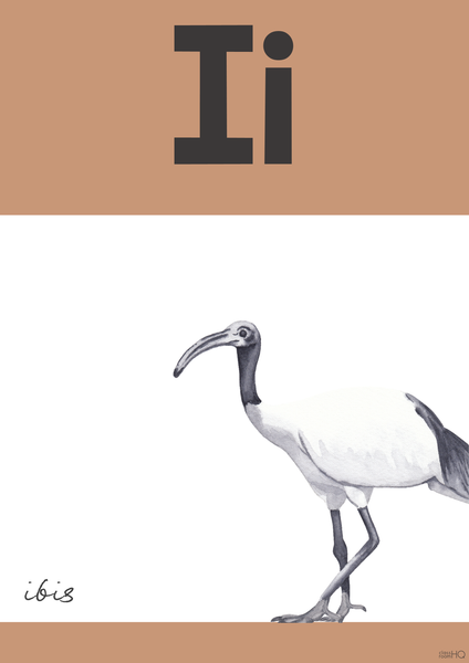 Editable Australian Animal Alphabet Posters | Modern Neutral Classroom Decor