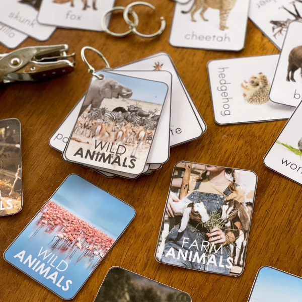 Animal Photo Picture Flashcards