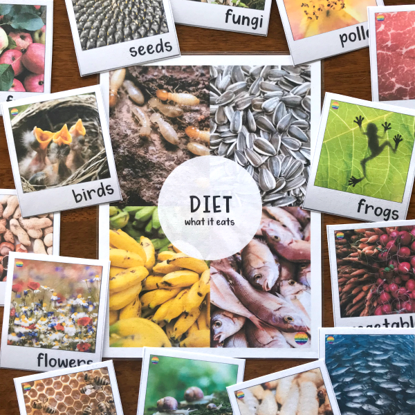 Non Fiction Information Text Posters and Word Wall - Animal DIET | classroomHQ