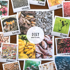 Animal Diet Vocabulary Posters Word Wall Nonfiction Science K-2
