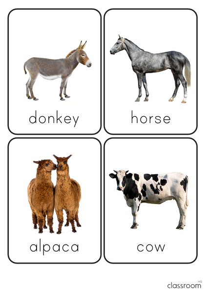Animal Photo Picture Flashcards