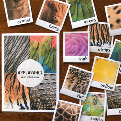 Animal Features & Appearance Vocabulary Posters Word Wall Nonfiction Science K-2